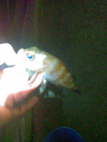 釣行完了！v(・∀・*)